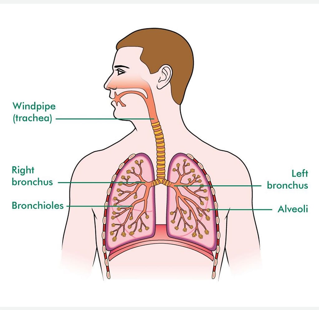 lung-diseases