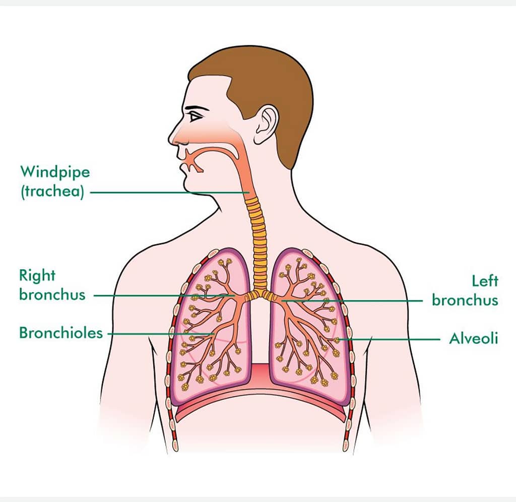 lungs-101-journey-to-health-with-priya