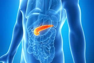 Pancreas in the abdomen